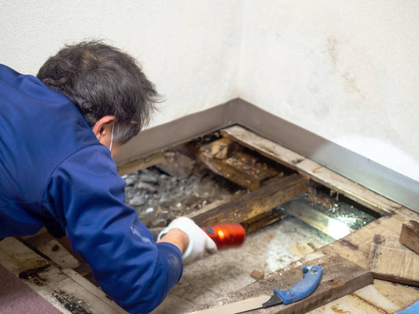 Best Mold Testing and Removal  in Kerrville, TX
