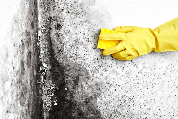 Mold Testing and Removal in Kerrville, TX