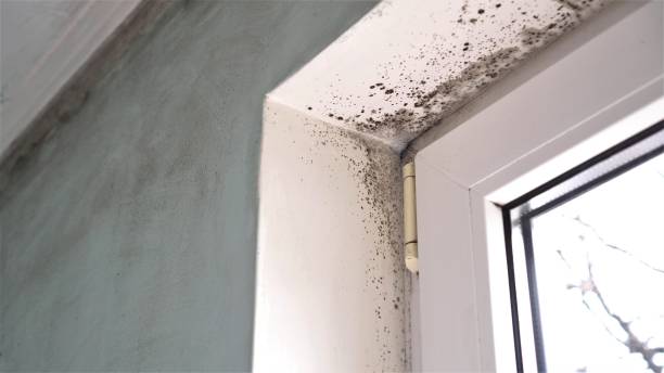 Best Black Mold Removal  in Kerrville, TX