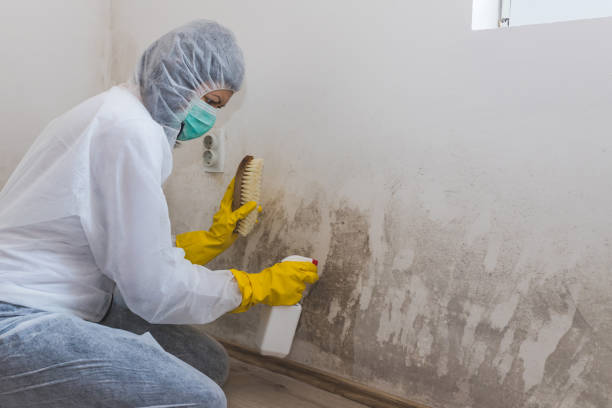 Best Office Mold Removal Services  in Kerrville, TX