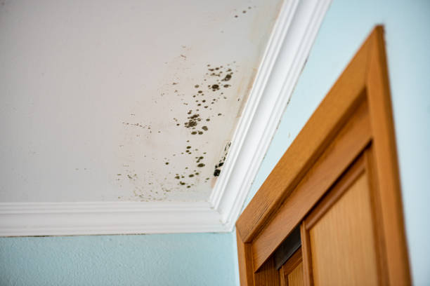  Kerrville, TX Mold Removal Pros