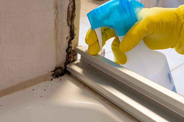 Best Affordable Mold Removal  in Kerrville, TX