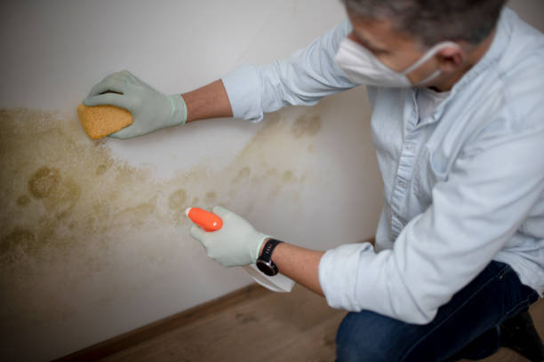 Best Best Mold Removal Companies  in Kerrville, TX