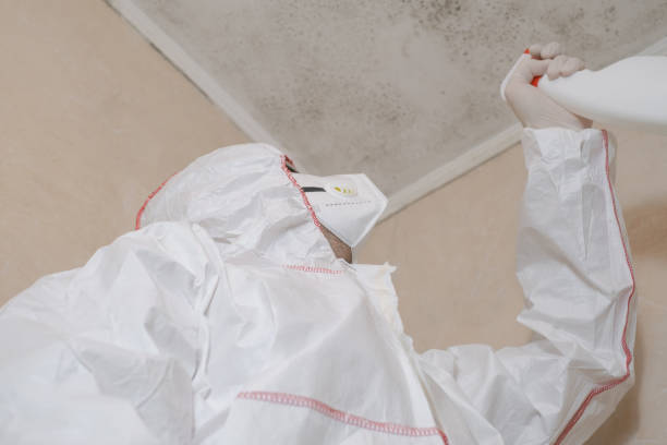 Best Mold Removal Company Near Me  in Kerrville, TX