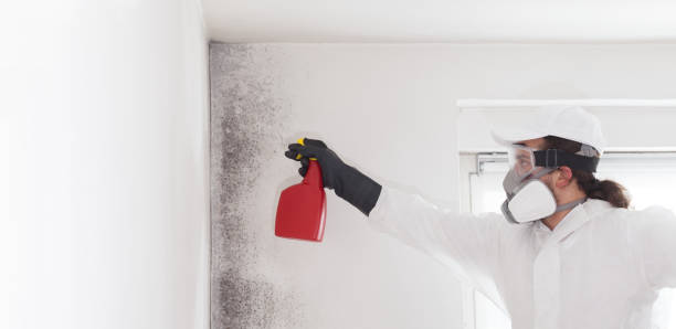 Reliable Kerrville, TX Mold Removal Solutions