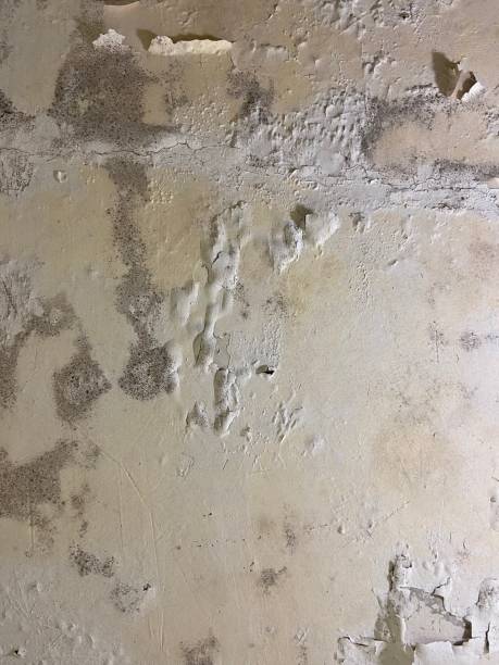 Best Office Mold Removal Services  in Kerrville, TX