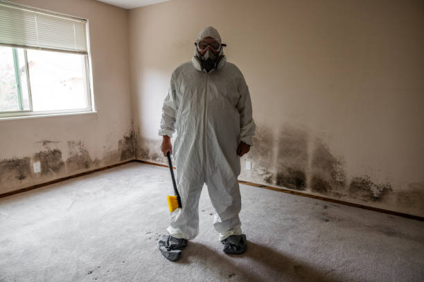 Best Fast Mold Removal  in Kerrville, TX