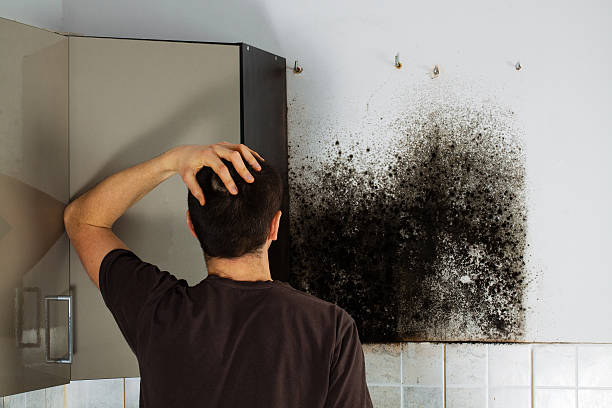 Office Mold Removal Services in Kerrville, TX
